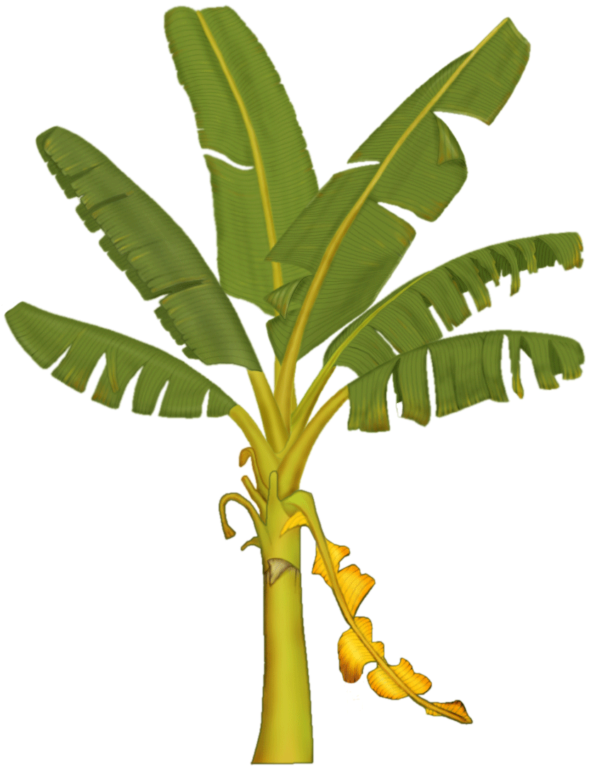 837x1086 Banana Tree Clip Art