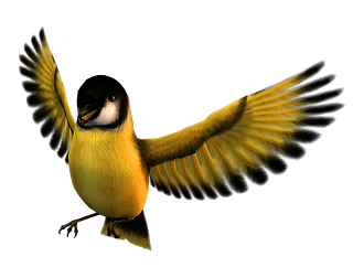 320x252 Finch Clip Art