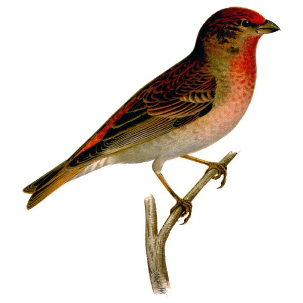 600x600 House Finch Clipart