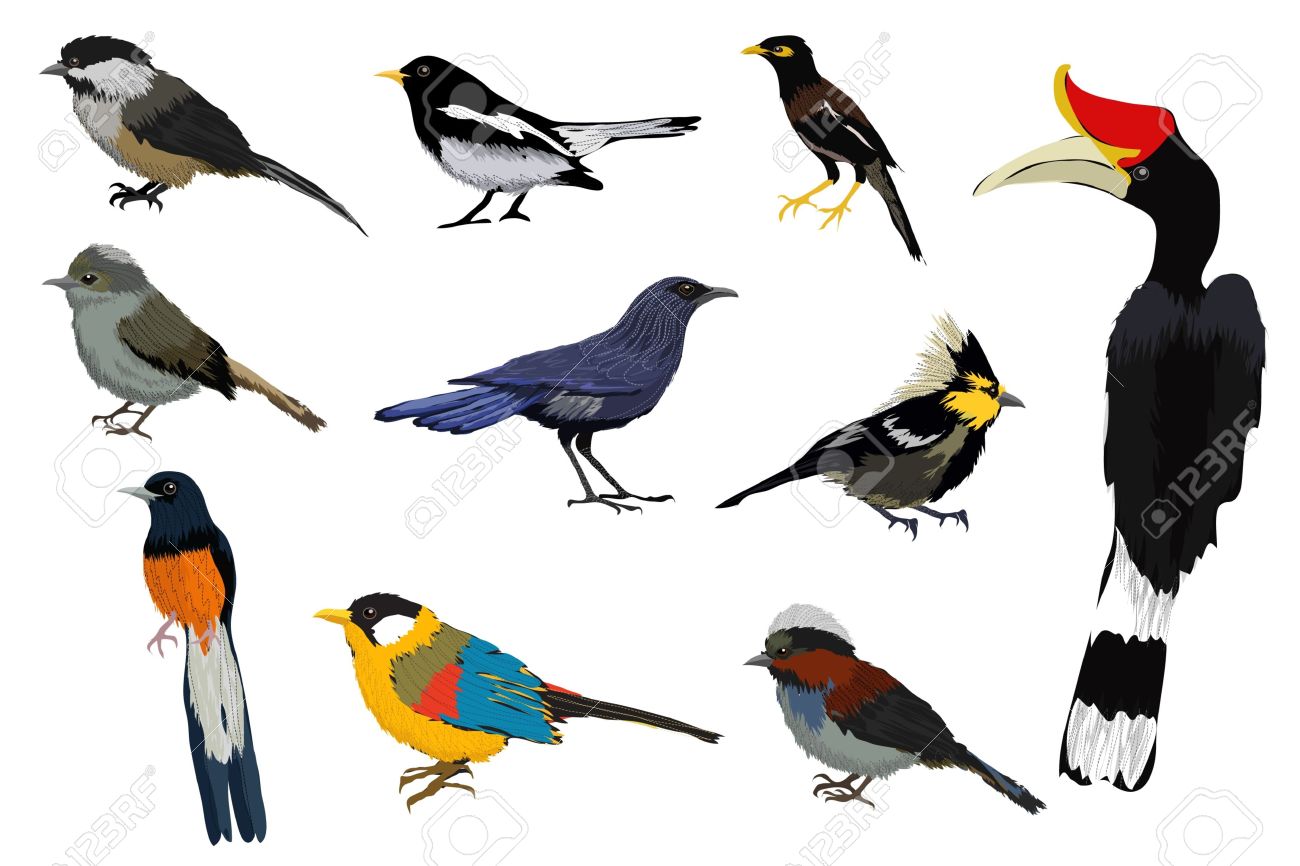 1300x866 Top 94 Nightingale Clipart
