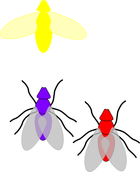 486x596 Firefly Bug Clip Art