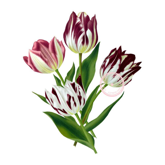 570x570 Tulips Clip Art Flower Clipart Floral Clipart Botanical