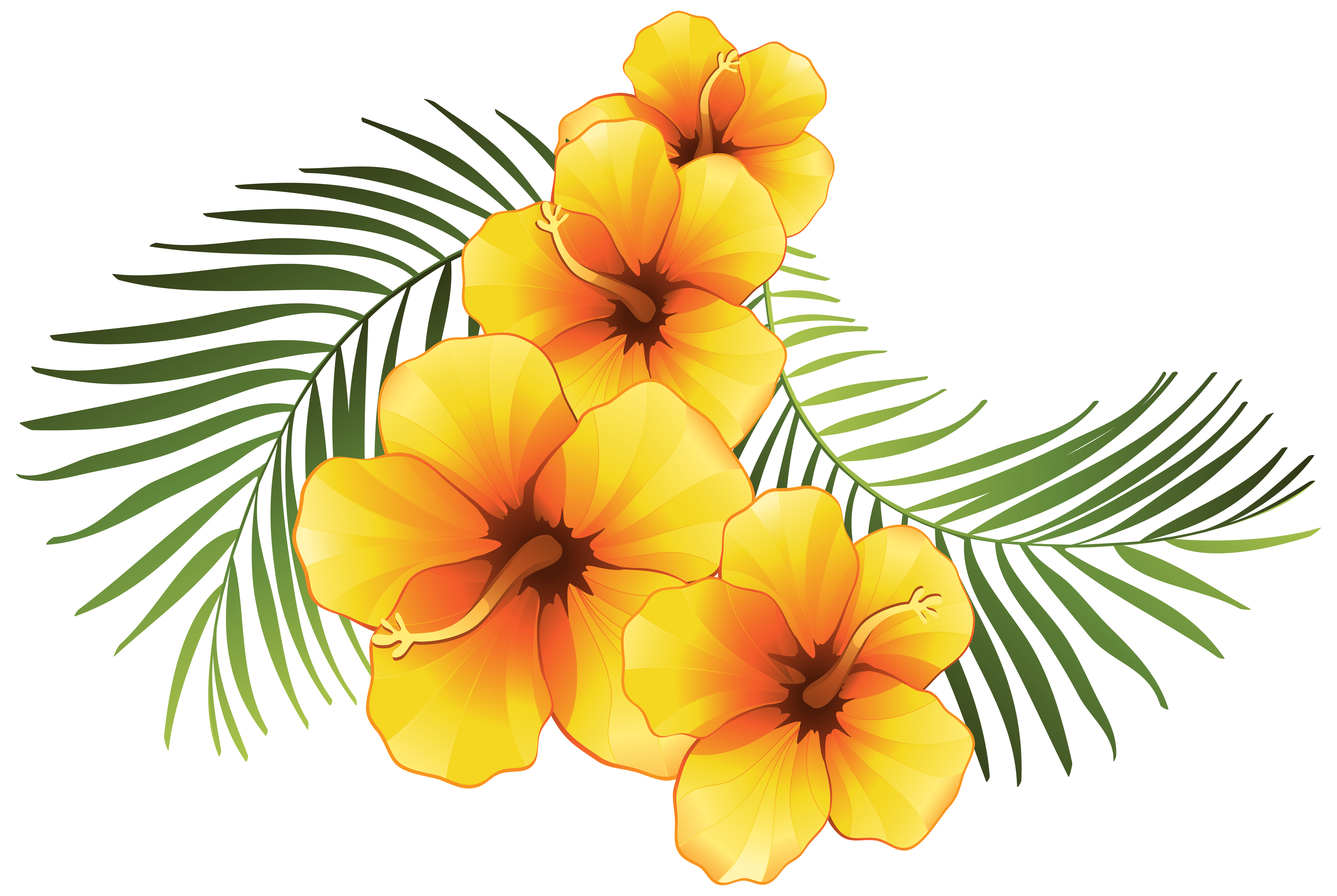 6000x4023 Exotic Floral Decoration Transparent Png Clip Art Imageu200b Gallery