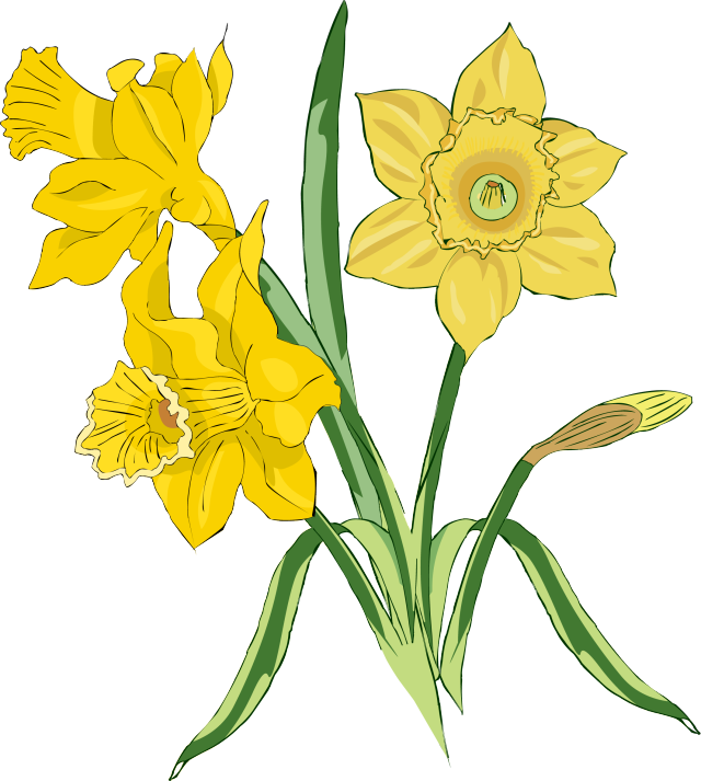 640x713 Web Design Daffodils, Clip Art And Craft