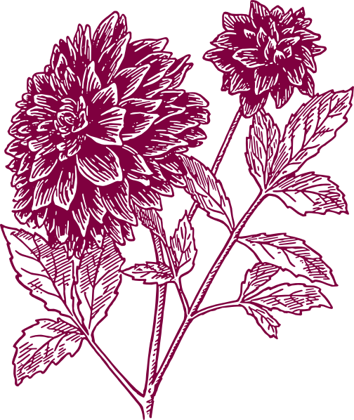 504x598 Carnation Flower Clip Art