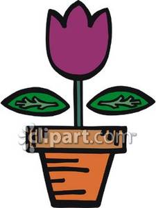 225x300 Pink Tulip In A Flower Pot