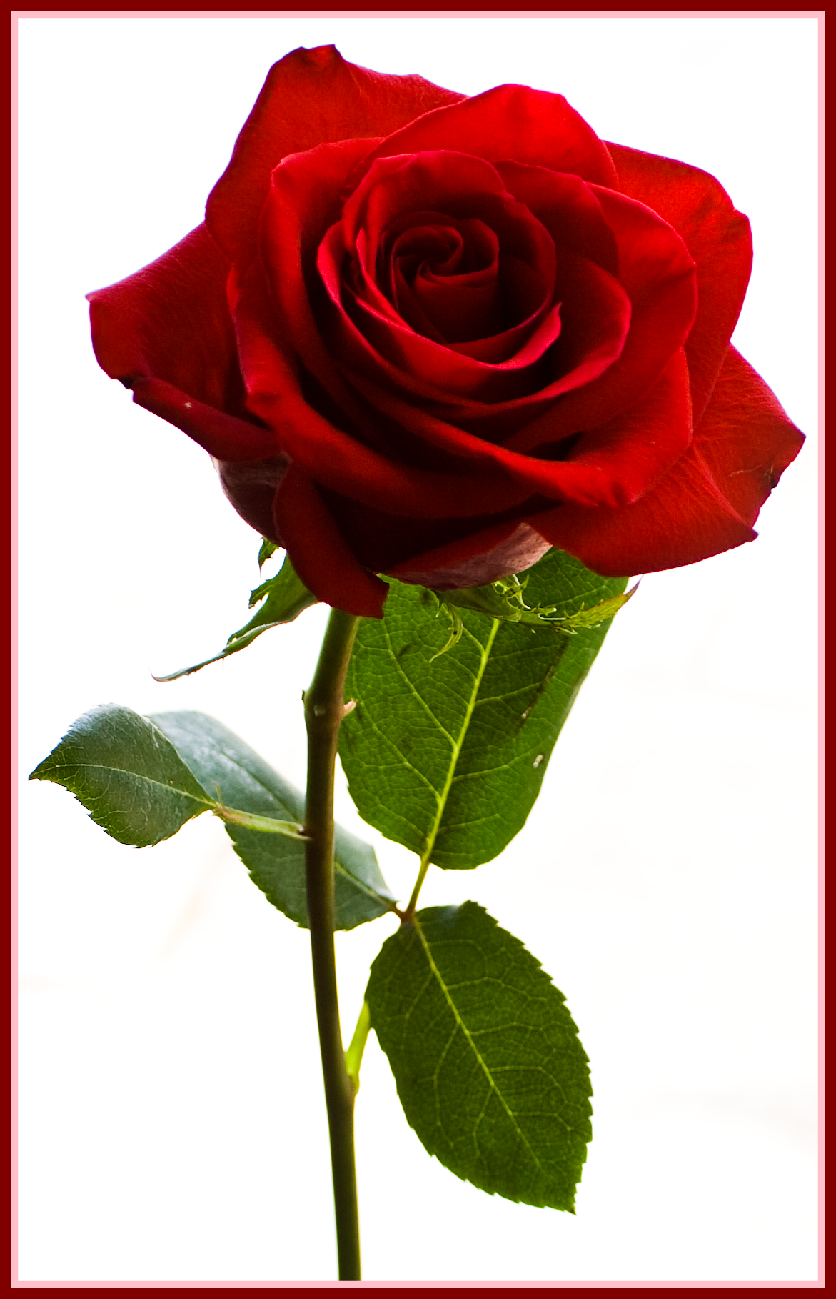 1171x1818 20 Ideas Of Falling Red Rose Petals Png