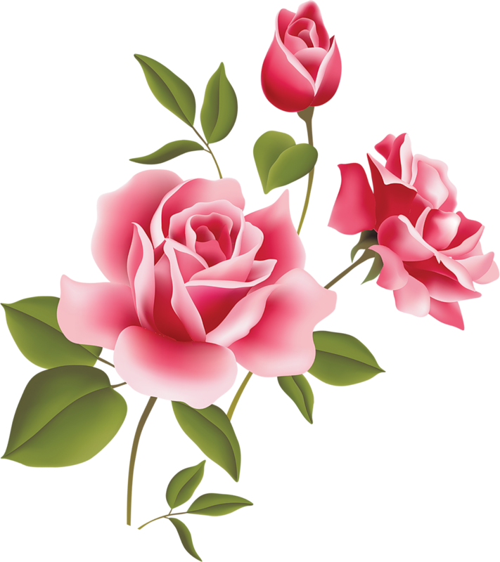 711x800 Pink Rose Art Picture Clipart