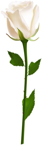 185x600 The 110 Best Roses Images On Art Painting Flowers