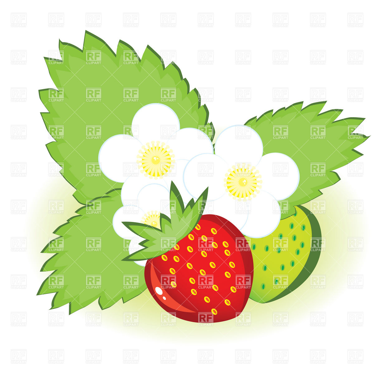 1200x1200 Ripe Strawberries With Leaves And Flowers Royalty Free Vector Clip