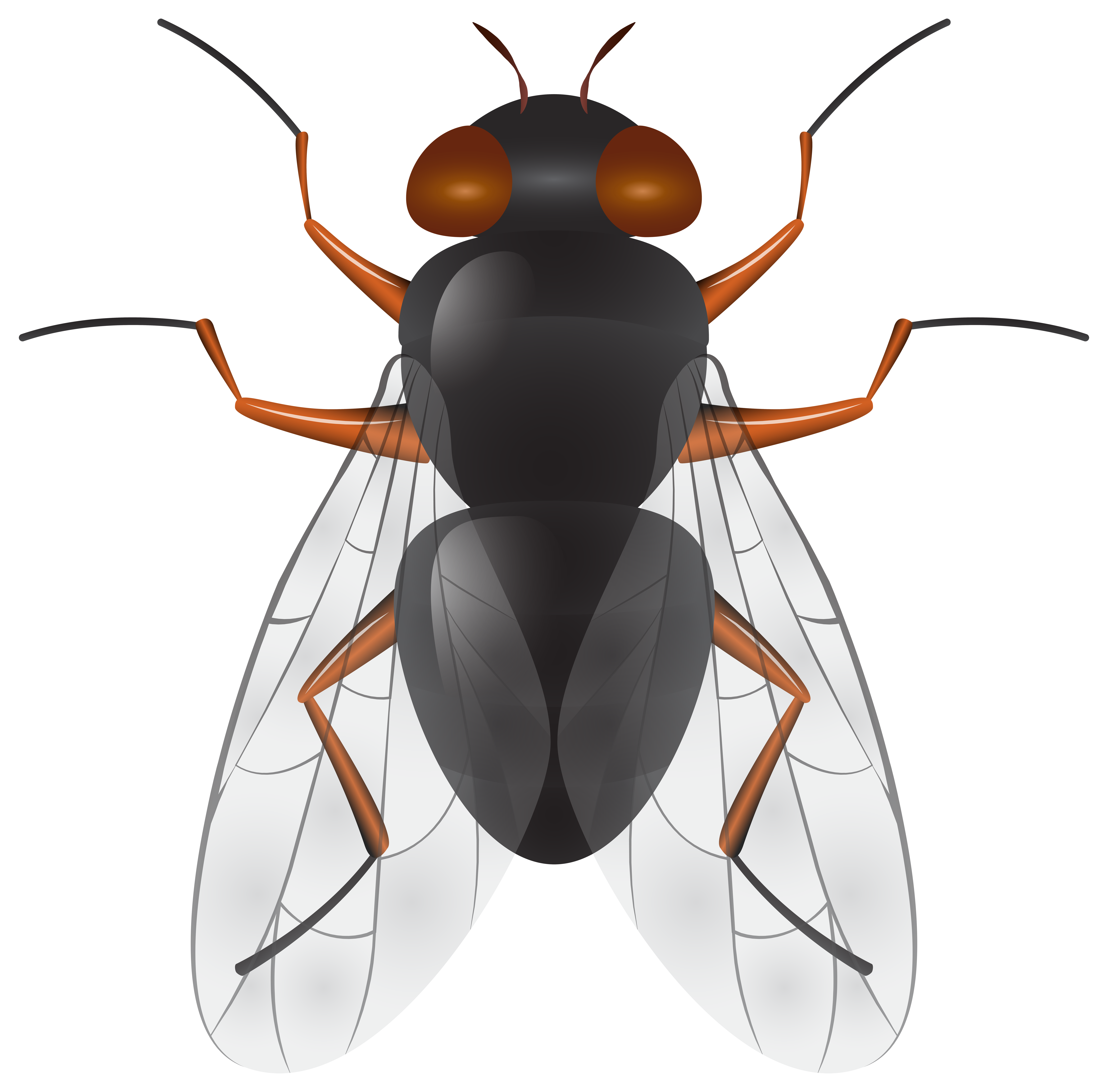 8000x7881 Fly Png Clip Art