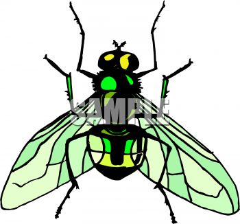 350x326 Greenback Fly Clip Art