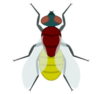210x190 Cute House Fly Clipart Collection