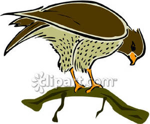 300x249 Top 62 Hawk Clip Art