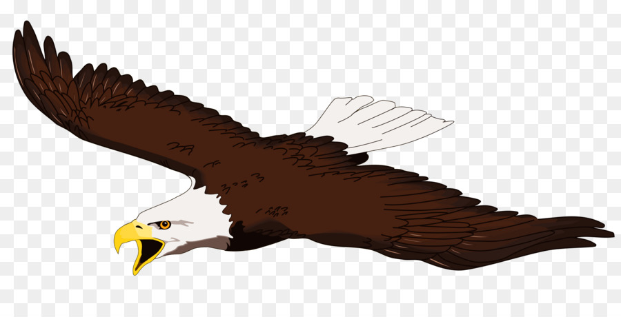 900x460 Bald Eagle White Tailed Eagle Free Content Clip Art