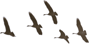 300x148 Flying Goose Clip Art