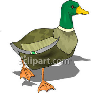 295x300 Flying Mallard Duck Clipart Clipart Panda