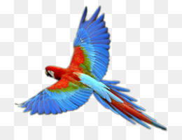 260x200 Bird Macaw Clip Art