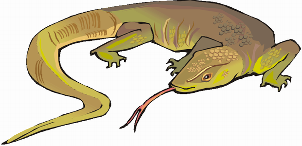 620x300 Lizard Coloring Pages