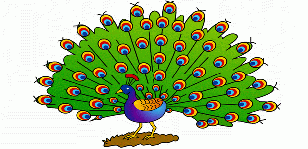 620x300 Peacock Coloring Pages