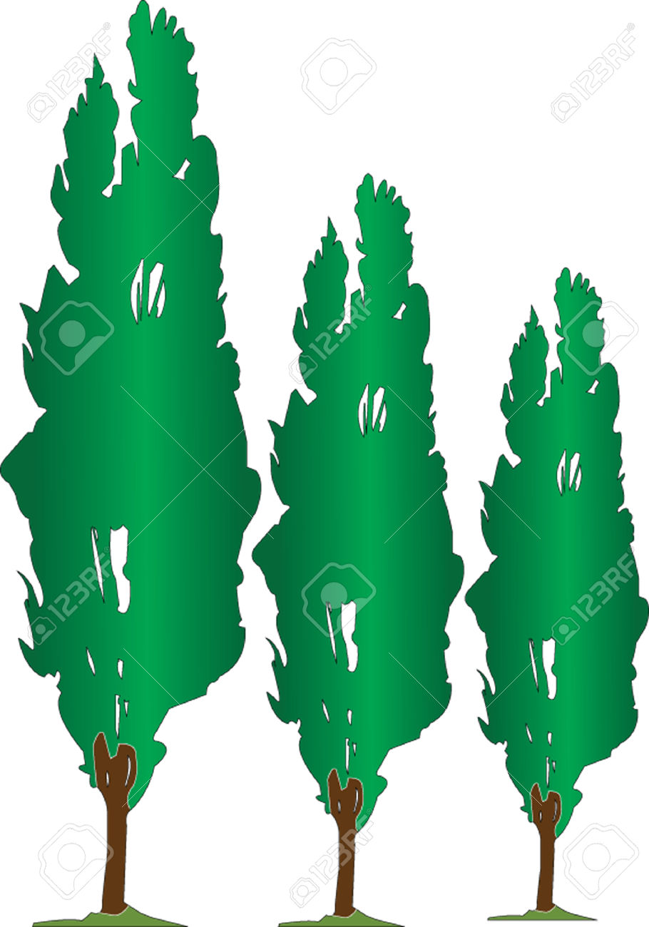 910x1300 Poplar Tree Clipart