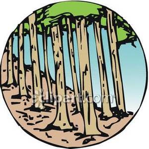 300x300 Rows Of Trees In The Forest