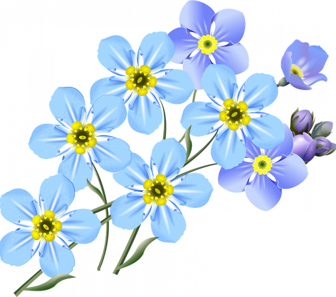 678x600 Forget Me Not Clip Art Free 2018 Coloring Pages