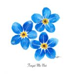 150x150 Forget Me Not Gifts For Me Not Clip Art Vector Amp Illustrations