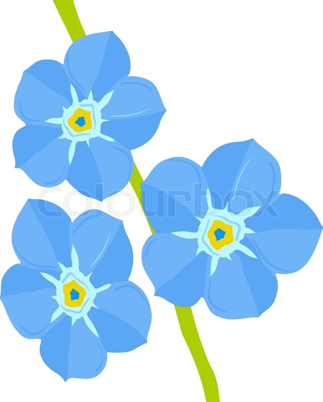 642x800 Forget Me Not Flower Stock Vector Colourbox