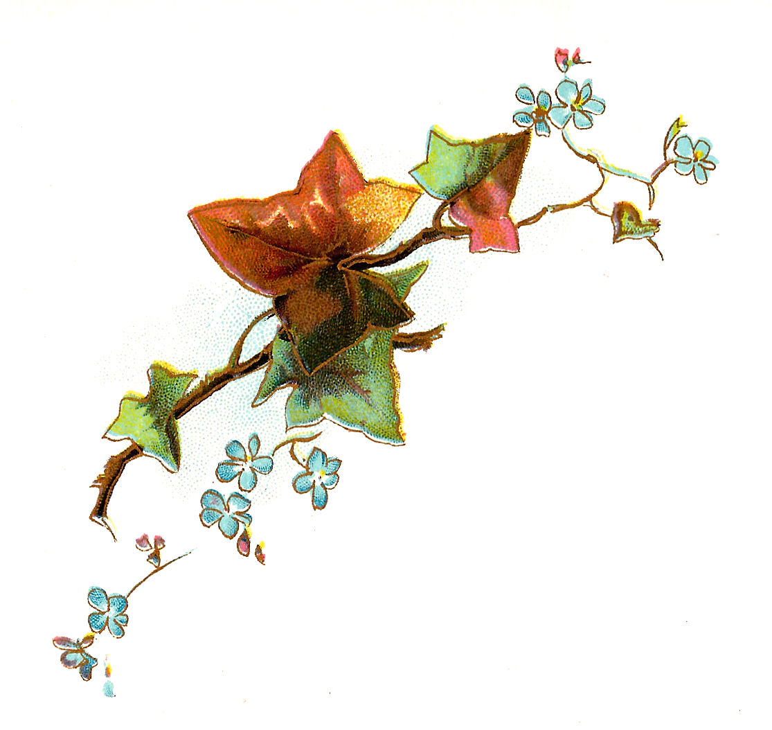 1115x1054 Antique Images Free Flower Clip Art Forget Me Not Flowers