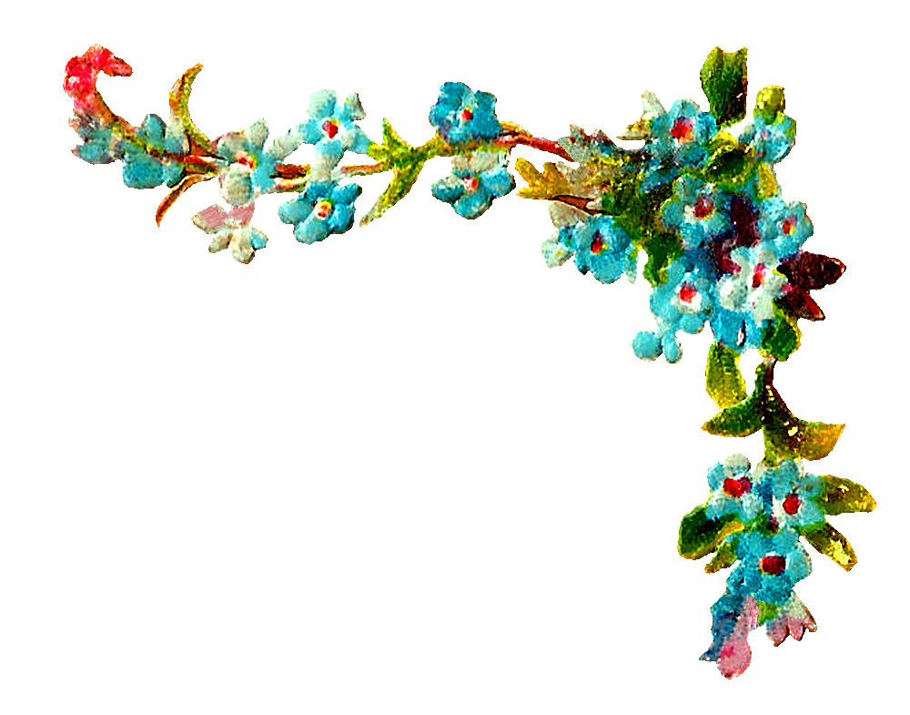 1000x785 Antique Images Free Wildflower Forget Me Not Clip Art Digital