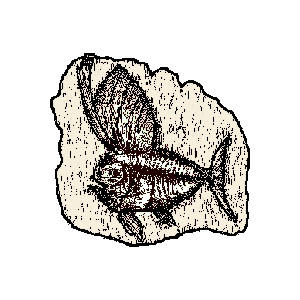 300x300 Fish Fossil Clip Art Clipart Panda