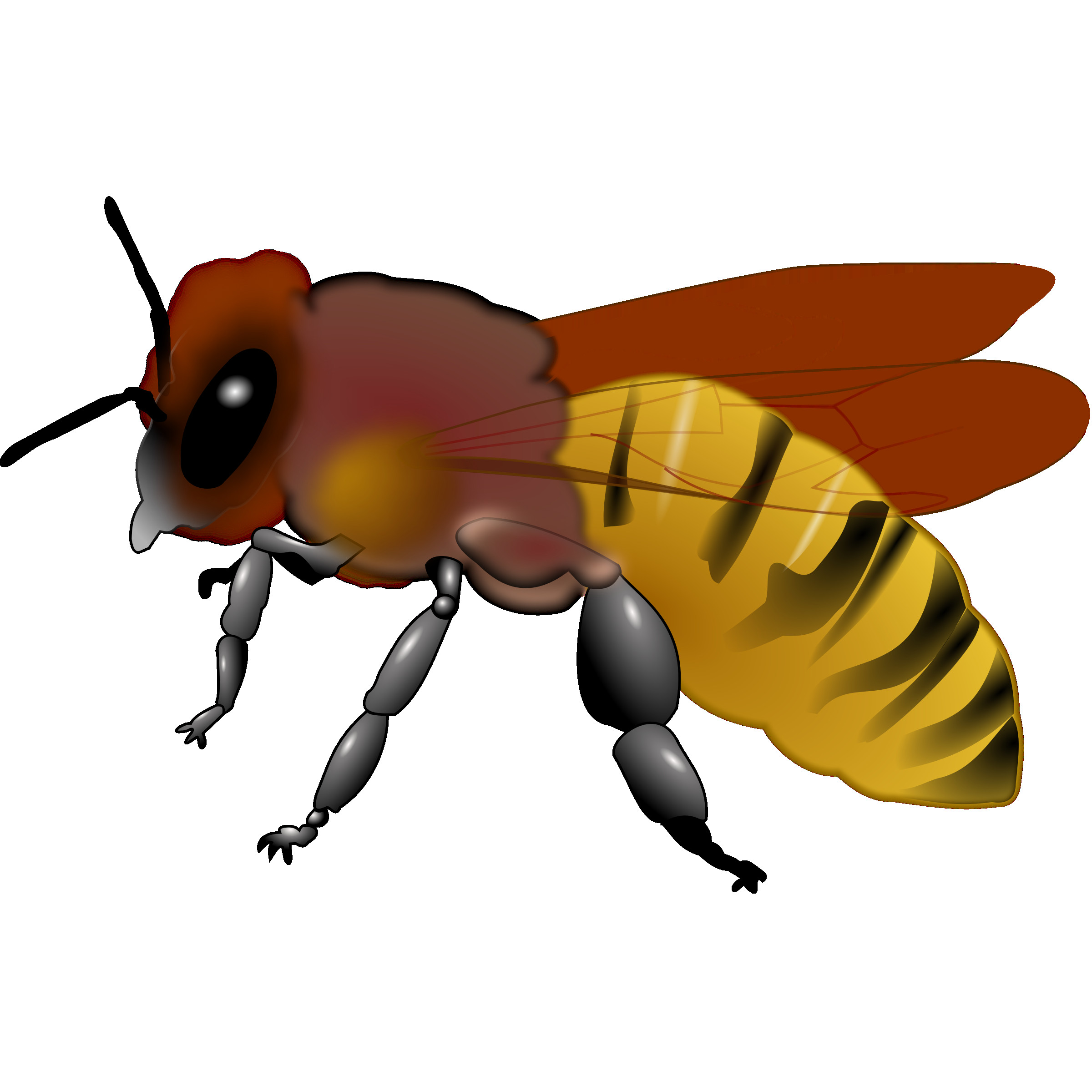 2400x2400 Bee Clipart Honeybee 3d Clip Art Free Brilliant Honey