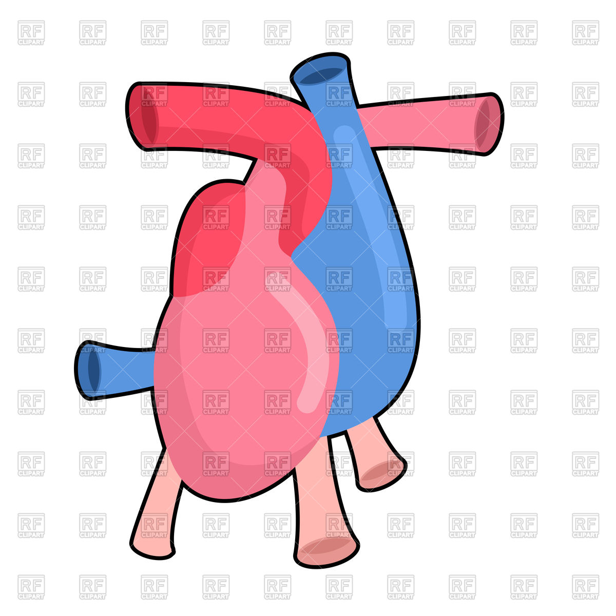 1200x1200 Heart Anatomy Body Royalty Free Vector Clip Art Image