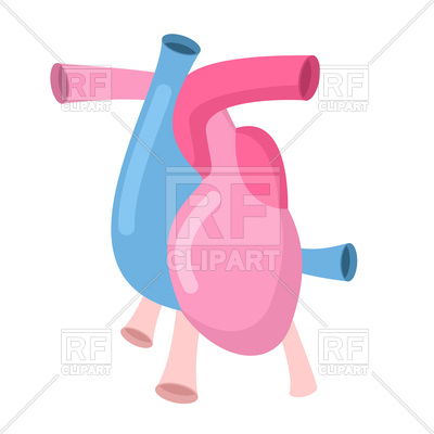 400x400 Heart Anatomy Body Royalty Free Vector Clip Art Image