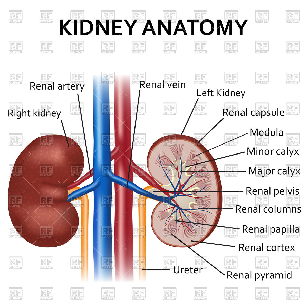 1200x1200 Human Kidney Anatomy Royalty Free Vector Clip Art Image