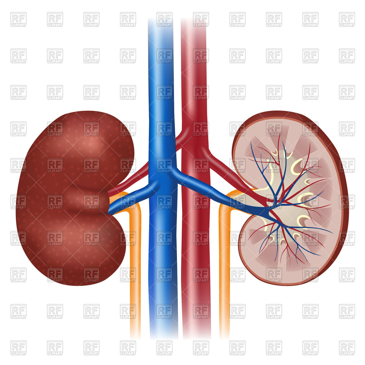 1200x1200 Human Kidney Anatomy Isolated On White Background. Royalty Free