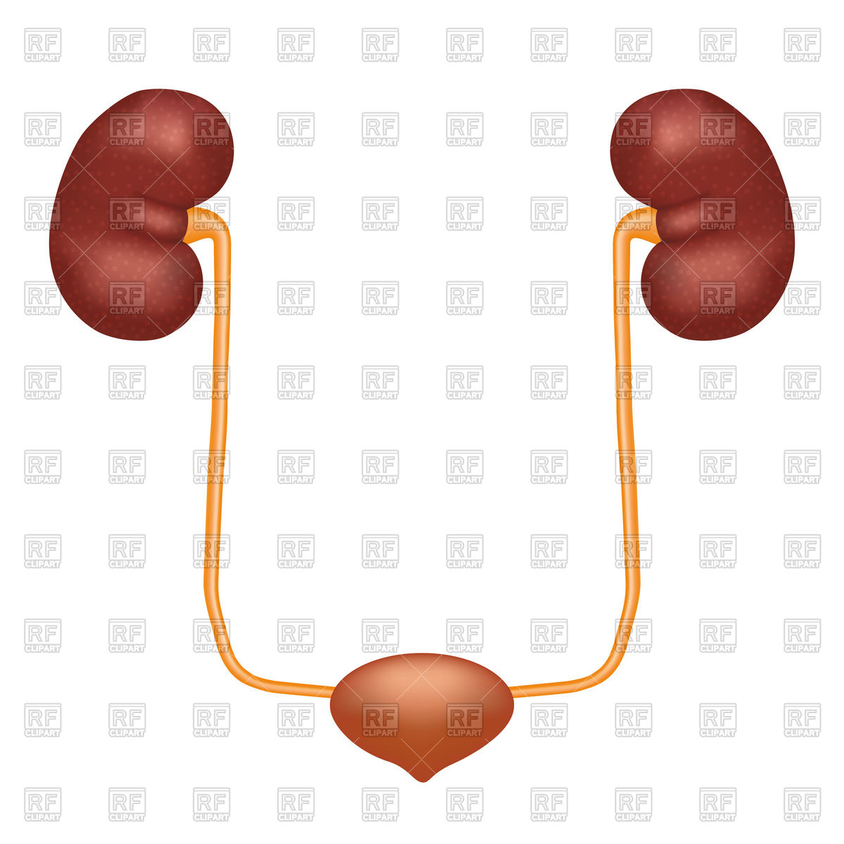 1200x1200 Urinary System Anatomy Isolated Photo Realistic Illustration