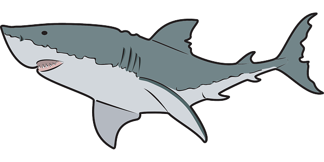 640x320 Animal Clipart Shark