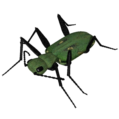 400x400 Bug Clip Art