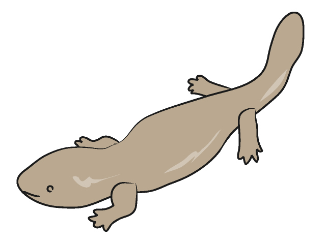 640x480 Salamander Clip Art Animals Illustration Free Material