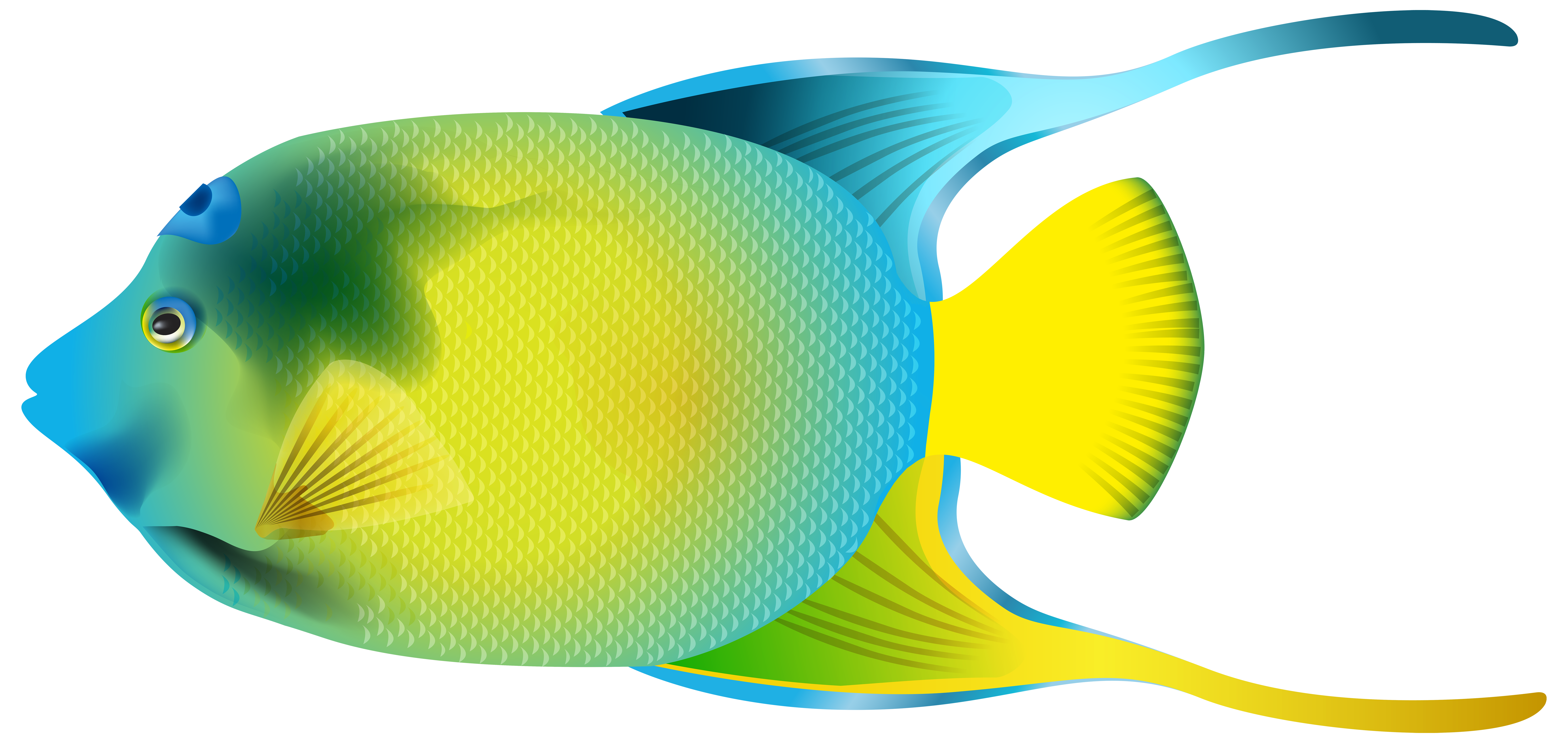8000x3792 Queen Angelfish Png Transparent Clip Art Imageu200b Gallery