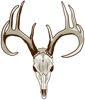 362x425 Deer Skull Clipart Group