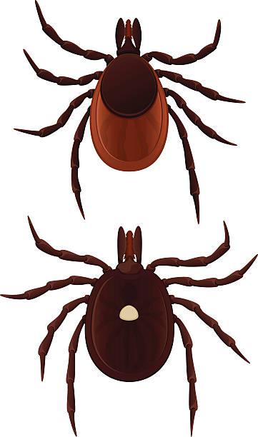 361x612 Remarkable Tick Clipart Royalty Free Deer Clip Art Vector Images