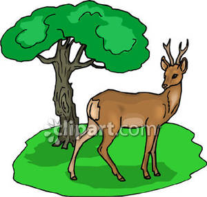 300x286 Forest Animals Clipart