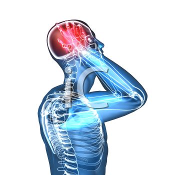 Free Human Anatomy Clipart