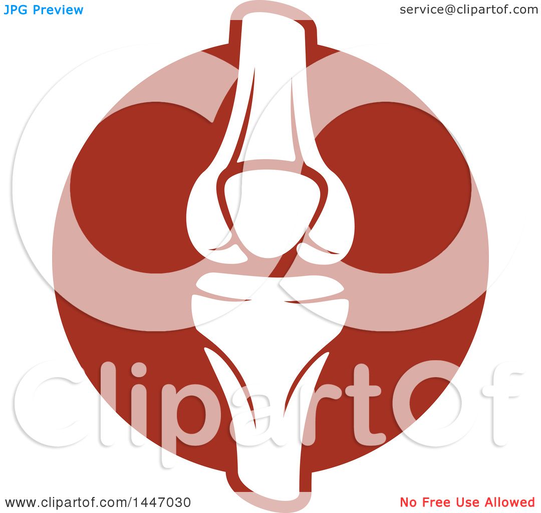 1080x1024 Clipart Of A Human Knee Joint