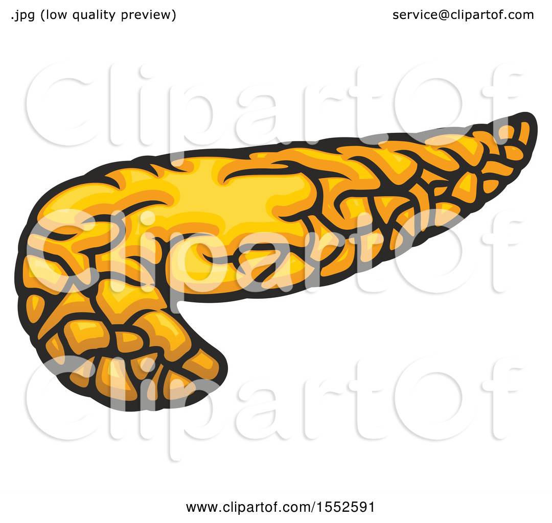 1080x1024 Clipart Of A Pancreas, Human Anatomy