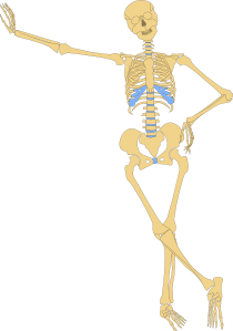 210x299 Cute Skeleton Clip Art Human Skeleton Outline Clip Art