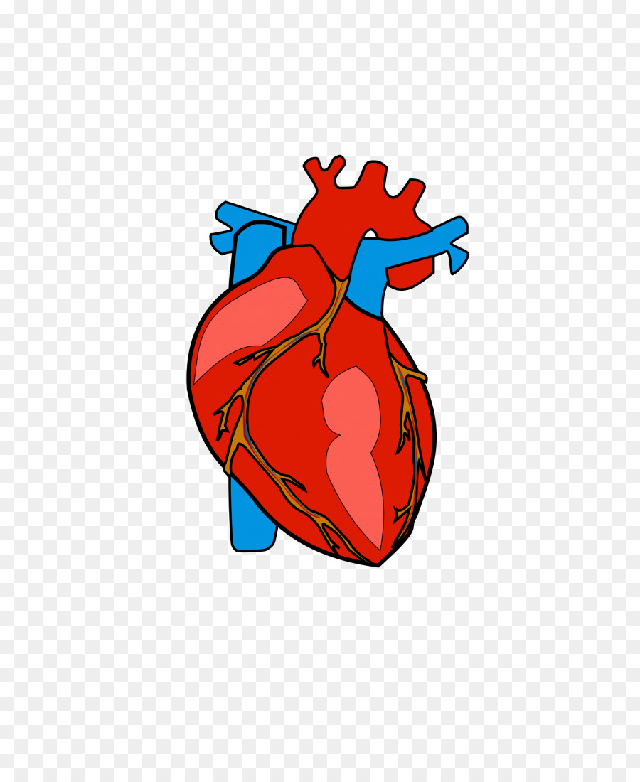 900x1100 Heart Anatomy Clip Art